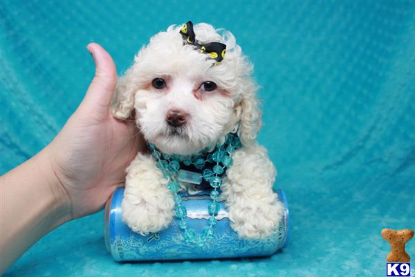 lvpuppyheaven Picture 2